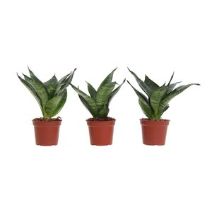 Congreet® plantpots - Sansevieria green