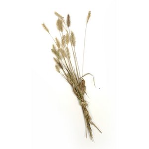 Droogbloemen country grass mini