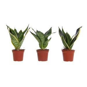 Congreet® plantpots - Sansevieria mix