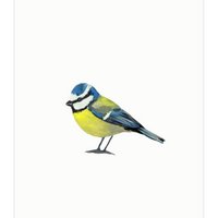 postcard | Blue tit