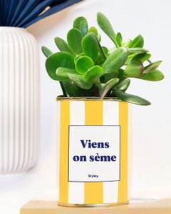 Viens on sème - pot à rayures - Plante grasse