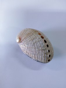 Ringbox Abalone Pillbox Zähnekasten