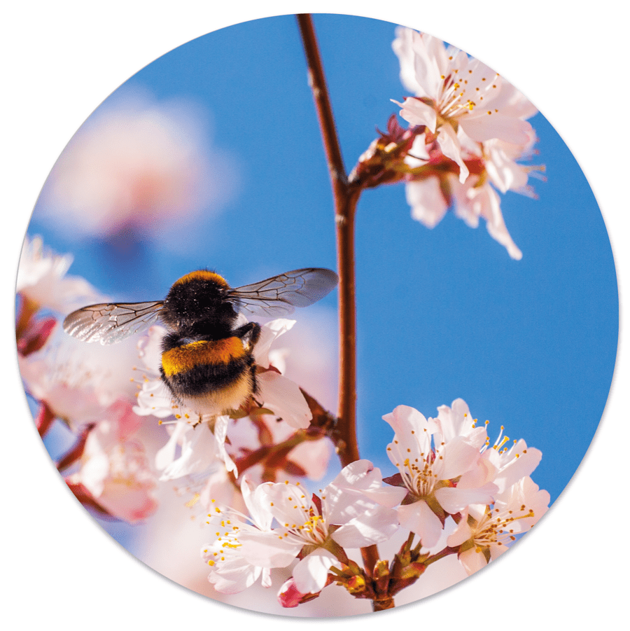 Muurcirkel Bumblebee Ø12 cm voor Woondecoratie
