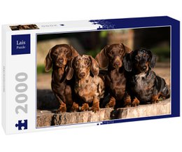 A 2000-piece puzzle featuring a group of adorable dachshund puppies sitting on a wooden surface. The puppies have a rich chocolate brown color and are looking directly at the camera with their big, expressive eyes.