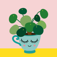 Pilea pancake plant