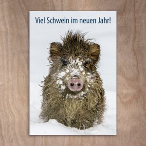 Postcard, postcard, 0300 “Lots of pigs in the new year”, New Year's card Wild boar in the snow Pig Freshlings Wild boar Winter Forest Happiness