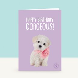 A cute, fluffy white dog wearing a pink bow tie on a purple birthday card with the text "Happy Birthday Gorgeous!"