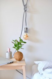 Plante suspendue Kokedami