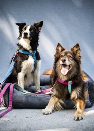 Hunde- og katteseng Rexproduct Softcolor – grafit/multicolor