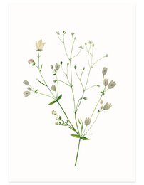 Floral postcard with delicate cream-colored flowers and green leaves, suitable for nature-inspired or botanical-themed searches.
