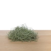 Tillandsia usneoides - Spanish moss (medium)
