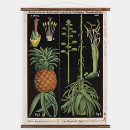 Pineapple and agave wall chart featuring botanical illustrations of various plants, including a pineapple, agave, and other greenery. The chart has a vintage, educational style with a black background and detailed plant drawings.