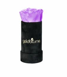 Velvet Black Collection