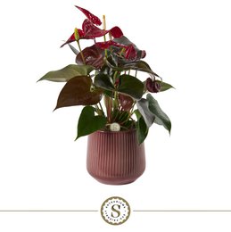  Vibrant purple coral flowering plant in a pink ceramic pot. Features large, lush leaves and striking red-purple blooms.