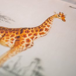Tekstilplakat med lædersnor - Illustration Giraffe D'Orbigny 65x45 cm - vægdug