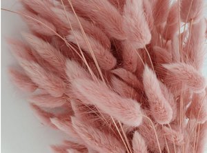 Lagurus Dalio roze 100 gr