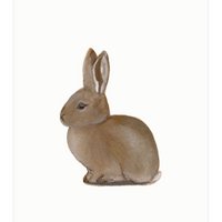 postcard | Young wild rabbit