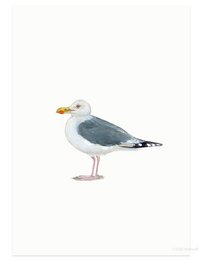 A postcard featuring a detailed illustration of a Herring Gull, a large seabird with a gray back, white underside, and yellow beak. The image captures the distinctive features of this coastal bird species.