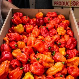 Vibrant red and orange Scotch bonnet chili peppers, a spicy seasoning ingredient. Ideal for adding heat and flavor to dishes.