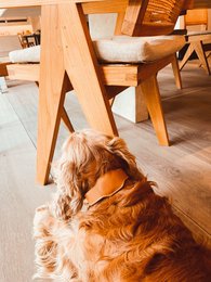 Airtag Hundehalsband