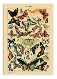 Vintage postcard featuring a collection of colorful butterflies in various shapes and sizes. The image showcases the diverse patterns and vibrant hues of these delicate insects, making it a visually striking piece of wall art.
