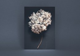 Postkort mørk hortensia (PK_064)