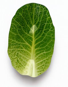 ARIA FRESH Salad dish 19x29xh4.5cm