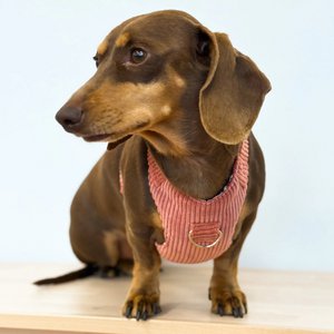 Hundegeschirr und Leine-Set Rib CORAL