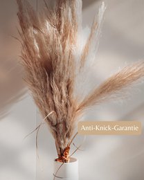 Pampas græs stor beige 120 cm