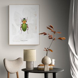Poster featuring a detailed illustration of a ground beetle with vibrant green and yellow colors. The poster would be suitable for nature enthusiasts, entomologists, or those interested in insect art.