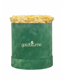 Colección Terciopelo Verde