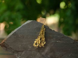 REINE DES PRÈS 10 TIGES