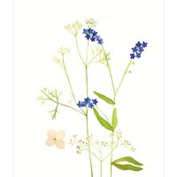postcard | Do not forget me
