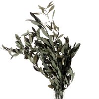 Olijf Preserved - 50 cm