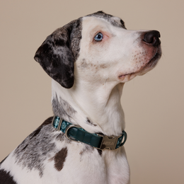  Teal green dog collar with geometric forest pattern, adjustable metal buckle closure, durable pet accessory.