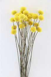 Dried yellow craspedia flowers with long stems, suitable for floral arrangements and bouquets.