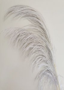 Pampas Light Lavender, gestabiliseerd, +/- 80cm, 1 steel