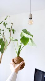 Kokedami DIY Kit