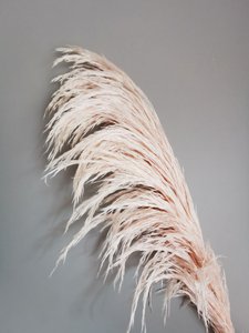 Pampas Pale Pink, gestabiliseerd, +/- 80cm, 1 steel