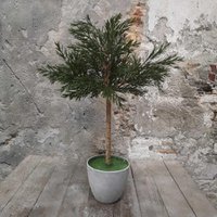 Demu boom op stam H75 (39306)