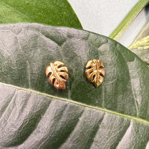 Monstera golden studs