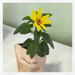 I love you international (sunflower)