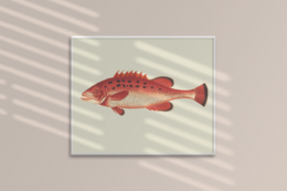 Schnapper