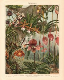  Vintage postcard featuring a vibrant display of orchid flowers in various colors and patterns, including spotted and striped petals.