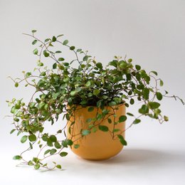 Bowl with lid MoxBowl Hollyhock - late summer yellow - 500ml