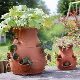 Terracotta planter with lush green foliage, featuring a stacked design with multiple tiers. The plant appears to be a strawberry plant or similar trailing vine.