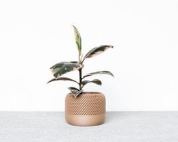 Round, modern indoor planter in natural wood or black color, available in medium (8.5 cm) and large (12 cm) sizes, featuring a lush green plant.
