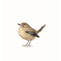 postcard | Wren watercolor