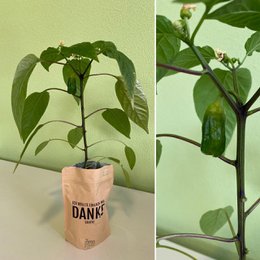 Wahre Freundschaft ist eine…(Paprika)