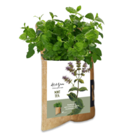 Let it Grow Hängender Garten – Minze